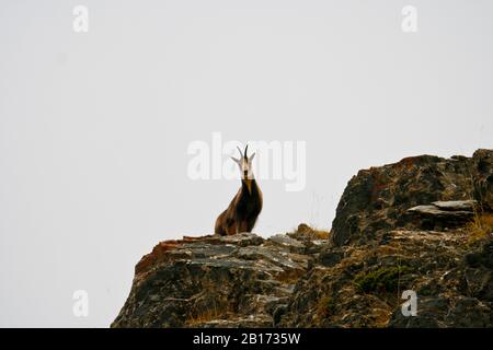 Chamois. Rupicapra rupicapra. Parc National D'Ordesa. Huesca. Pyrénées, Espagne Banque D'Images