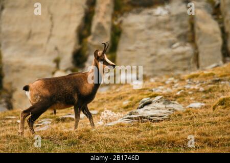 Chamois, Rupicapa rupicapa. Parc National D'Ordesa. Pyrénées. Huesca. Aragon, Espagne Banque D'Images