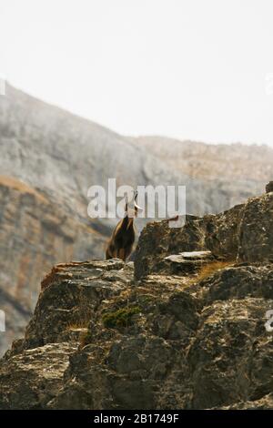 Chamois, Rupicapa rupicapa. Parc National. Pyrénées. Huesca. Aragon, Espagne Banque D'Images