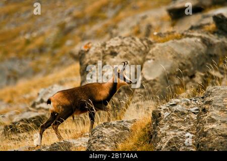 Chamois, Rupicapa rupicapa. Parc National. Pyrénées. Huesca. Aragon, Espagne Banque D'Images