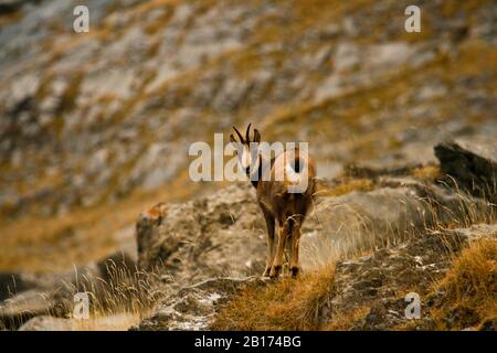 Chamois, Rupicapa rupicapa. Parc National. Pyrénées. Huesca. Aragon, Espagne Banque D'Images