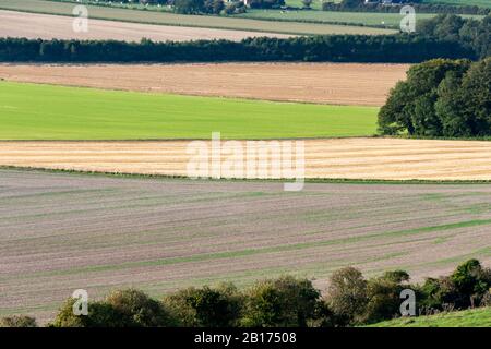 Hackpen Hill, Près De Swindon, Wiltshire, Angleterre Banque D'Images