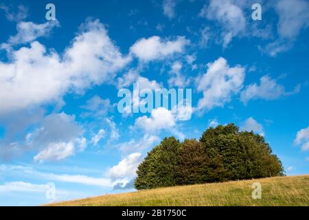 Arbres et ciel bleu, Hackpen Hill, près de Swindon, Wiltshire, Angleterre Banque D'Images