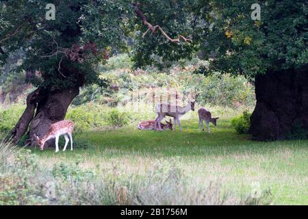 Permis Deer À Bradgate Park, Charnwood Forest, Leicestershire, Angleterre, Banque D'Images