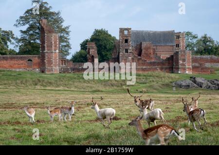 Flow Deer À Bradgate Park, Charnwood Forest, Leicestershire, Angleterre. La ruine de Bradgate House à distance. Banque D'Images