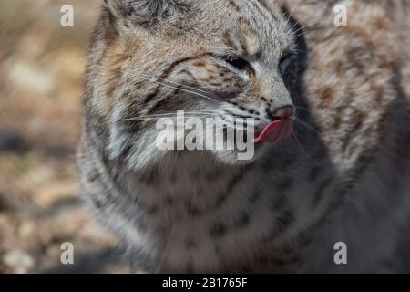 Profil Bobcat (Lynx rufus) près mignon avec nez à lécher à la langue Banque D'Images