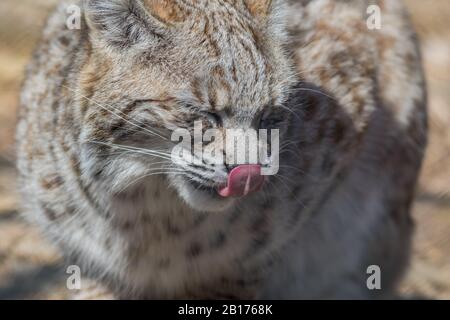 Profil Bobcat (Lynx rufus) près mignon avec nez à lécher à la langue Banque D'Images