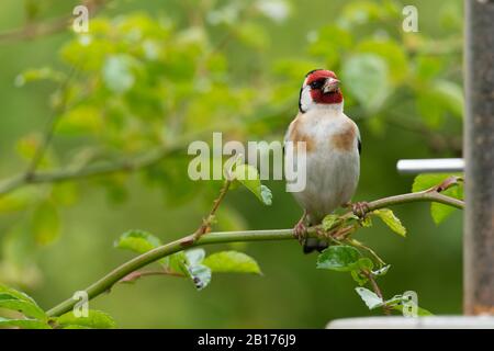 Un Goldfinch (Carduelis Carduelis) Perché sur un Rose Bush près d'un oiseau de charpentier de semences du Niger Banque D'Images