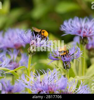 Deux Abeilles De Jardin (Bombus Hortorum) De Recherche Sur Les Fleurs De La Montagne De Cornflower (Centaurea Montana) Banque D'Images