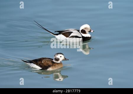 Canard long, mâle et femelle Banque D'Images