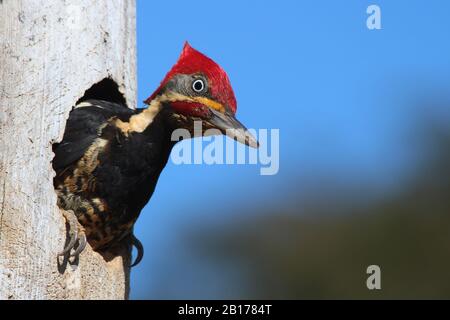 Pic ligné mâle à l'intérieur du Nest au Brésil (Dryocopus lineatus) Banque D'Images