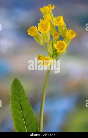 Cowslip, Common lâche, Cowslip primrose (Primula veris, Primula officinalis), floraison, Allemagne, Bavière, Oberbayern, Haute-Bavière Banque D'Images