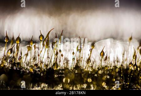 Mousse murale à vis (Tortula muralis), coussin avec gouttes d'eau, Pays-Bas, frison