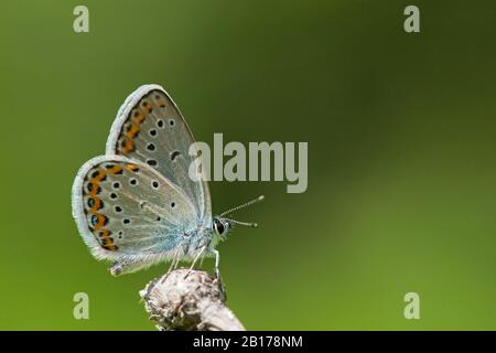 Bleu du Reverdin (Plebejus argyrognon, Plebeius argyrognon), vue latérale, Hongrie Banque D'Images