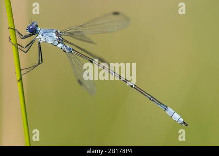 Dusky émeraude damselfly (Lestes macrostigmate), homme à la stipe, vue latérale, Grèce, Lesbos Banque D'Images