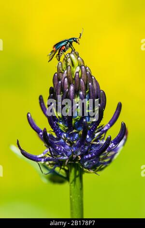 Coléoptère à fleurs à pointe rouge (Malachius bipustulatus), Rampion noir, Phyteuma spicatum, Allemagne, Rhénanie-du-Nord-Westphalie, Eifel Banque D'Images