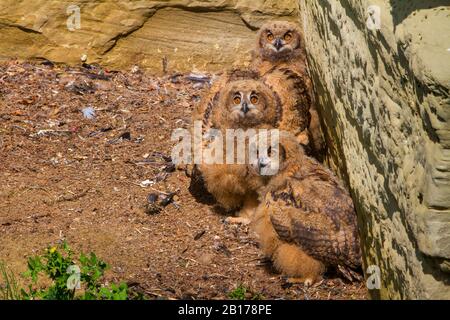 Hibou de l'aigle du Nord (Bubo bubo), trois jeunes aigles dans un refuge rocheux, Allemagne, lac de Constance Banque D'Images