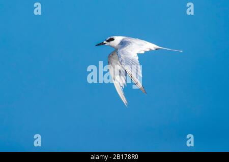 Forster's tern (Sterna forsteri), en vol, États-Unis, New Jersey Banque D'Images