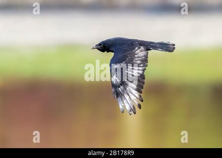 Carrion corone (Corvus corone, Corvus corone), survolant un lac, Belgique Banque D'Images