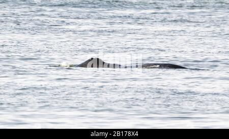 Baleine boréale, baleine noire du Groenland, baleine noire arctique (Balaena mysticetus), le long de la rive de Middelkerke, Belgique Banque D'Images