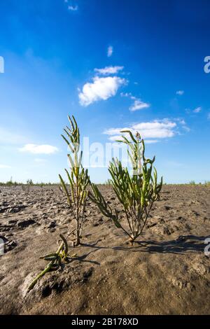 Glasswort à pointes longues (Salicornia procumbens), dans la mer des wadden, aux Pays-Bas, en frison Banque D'Images