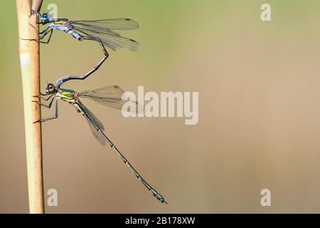 Lestes vertes, émeraude damselfly (Lestes sponsora), tandem de Lestes sponsora mâles et Lestes viridis mâles, Pays-Bas, Gueldre Banque D'Images