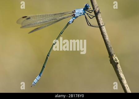 Dusky émeraude damselfly (Lestes macrostigmate), homme à la stipe, vue latérale, Grèce, Lesbos Banque D'Images