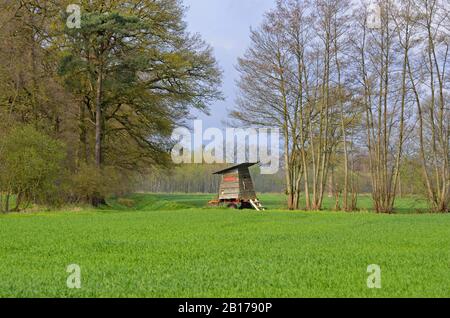 Caché dans le paysage de terrain au printemps, Allemagne, Rhénanie-du-Nord-Westphalie, Harsewinkel Banque D'Images