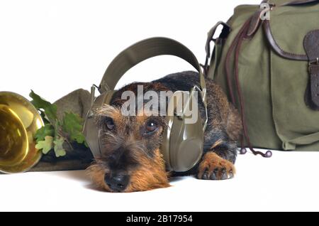 Dachshund à poil métallique, chien de saucisse À poil Métallique, chien domestique (Canis lupus F. familiaris), chien mâle avec casque, protection des oreilles Banque D'Images