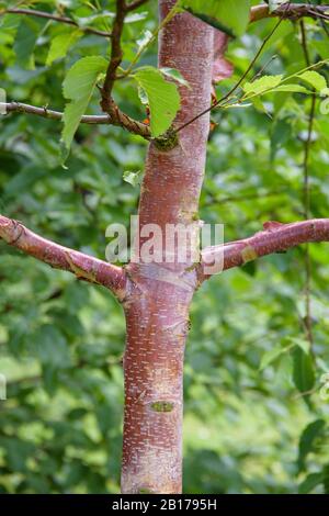 Bouleau rouge chinois (Betula algosinensis 'Alnarp', Betula algosinensis Alnarp), tronc, cultivar Alnarp, Suède Banque D'Images