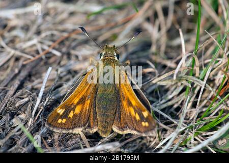 Skipper à pois argentés, skipper de marque commune, skipper d'herbe holarctique (Hesperia Comma), au sol, Pays-Bas, frison, Delleboersterheide Banque D'Images