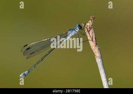 Dusky emerald damselfly (Lestes macrostigmate), femme sur une stipe, vue latérale, Grèce, Lesbos Banque D'Images