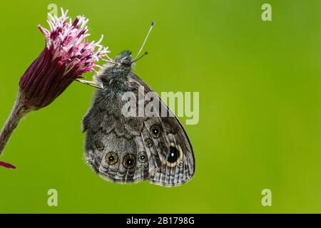 Brun de mur du nord (Lasiommata petropolitana), sur les coltsfoot alpins, Homogyne alpina, Suisse, Valais Banque D'Images