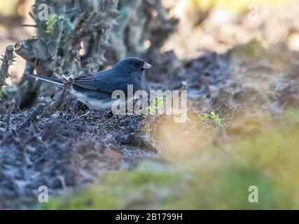 junco (Junco hyemalis), sur le terrain, Belgique, Vlaanderen, Evergem Banque D'Images