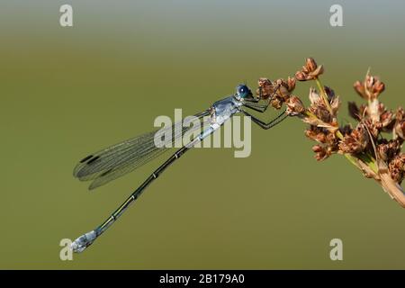 Dusky émeraude damselfly (Lestes macrostigmate), femelle à une inflorescence, vue latérale, Grèce, Lesbos Banque D'Images