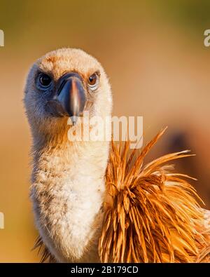 Griffon vautour (Gyps fulvus), portrait, Espagne, Estrémadure Banque D'Images