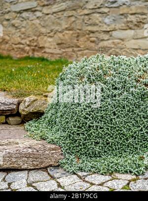 Dusty miller, neige en été, neige en été (Cerastium tomentosum), sur un mur, Allemagne Banque D'Images