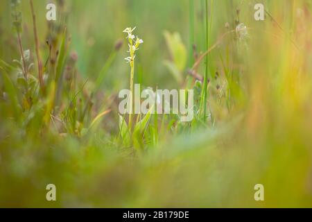 Ffen Orchid (Lipari loeselii), floraison, Nederland, Pays-Bas, Noord Holland, Zuid-Kennemerland Banque D'Images