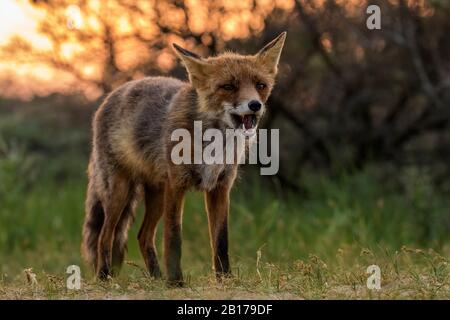 Renard rouge (Vulpes vulpes crucigera, Vulpes crucigera), homme debout avec museau ouvert dans un pré, Pays-Bas, Pays-Bas, Nord des Pays-Bas Banque D'Images