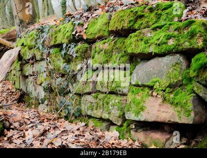 Vieux mur de pierre recouvert de mousse verte en hiver froid à Odenwald, Allemagne Banque D'Images