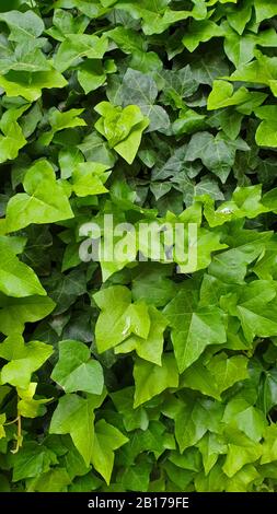 Lierre anglaise, lierre commune (Hedera Helix), feuilles, Espagne, Iles Baléares, Majorque Banque D'Images