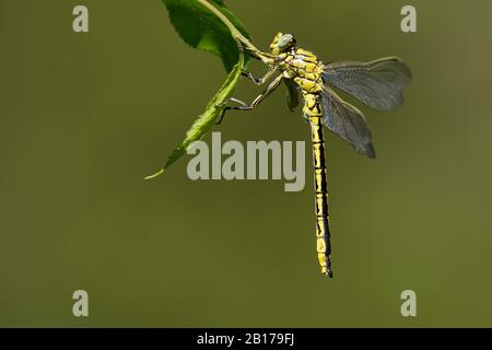gomphus d'Europe occidentale (Gomphus pulchellus), homme, France Banque D'Images