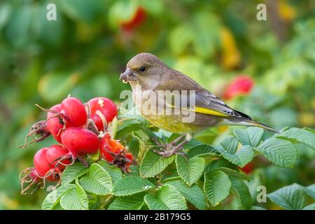 greenfinch occidental (Carduelis chloris, chloris chloris), se nourrissant sur les hanches roses, France Banque D'Images