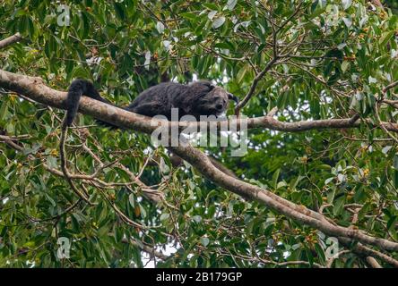 Bear Cat, binturong (Arctictis binturong), se trouve sur une branche dans un arbre, Thaïlande, Chang Wat Prachin Buri Banque D'Images