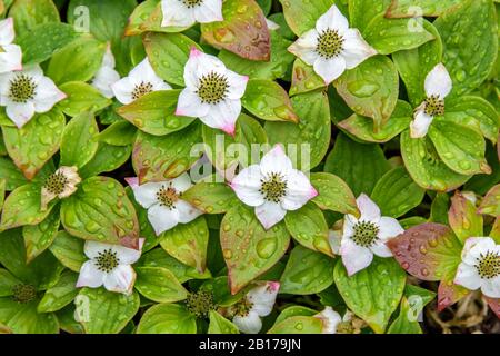 Baie de bunchberry, cornel nain (Cornus canadensis), floraison, Suède Banque D'Images