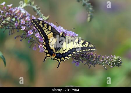 Swallowtail (Papilio machaon), assis à un lilas d'été, vue d'en haut, Pays-Bas, Limbourg Banque D'Images