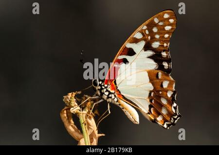 Angola White-lady Swordtail (Graphium angolanus), vue latérale, Gambie, Division occidentale Banque D'Images