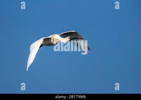 Spoonbill blanc (Platalea leucorodia), en vol, Mauritanie Banque D'Images