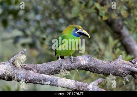 Un toucanet à gorge bleue (Aulacorhynchus caeruleogularis) dans les montagnes Talamanca du Costa Rica. Cette toucan niche dans les anciens trous de pic. Banque D'Images