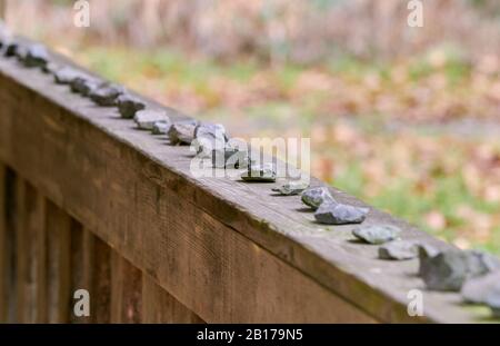 Petites pierres sur le dessus d'un parapet en bois dans une forêt près d'Amorbach à Odenwald, Allemagne. Banque D'Images